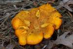 Chantrelle Mushroom