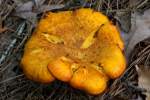 Chantrelle Mushroom