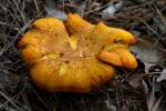 Chantrelle Mushroom