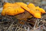 Chantrelle Mushroom