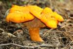 Chantrelle Mushroom