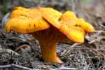 Chantrelle Mushroom