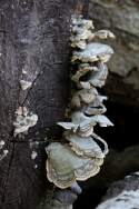 Fungus Among-Us