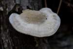 Fungus Among-Us