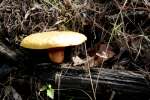 Fungus Among-Us