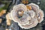 Turkey Tail 