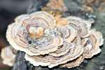 Turkey Tail 