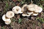 Fungus Among-Us