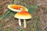 Fungus Among-Us