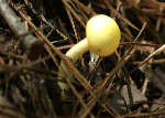 Fungus Among-Us