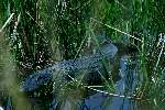 American Alligator