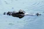 American Alligator