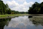 Alligator habitat