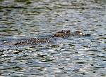 American Alligator