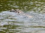 American Alligator