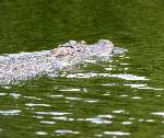 American Alligator