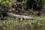 American Alligator