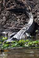 American Alligator