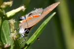 Red-banded HairstreakButterfly