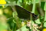 Oak (northern) Hairstreak Butterfly 