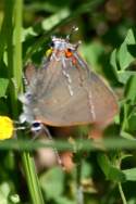 Oak (northern) Hairstreak Butterfly 