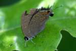 Striped Hairstreak Butterfly