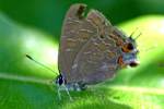 Striped Hairstreak Butterfly