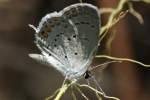 Eastern Tailed-Blue Butterfly