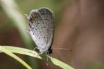 Eastern Tailed-Blue Butterfly