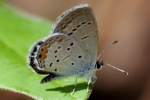 Eastern Tailed-Blue Butterfly