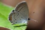 Eastern Tailed-Blue Butterfly