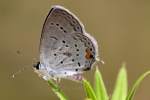 Eastern Tailed-Blue Butterfly