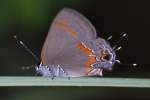 Red-banded HairstreakButterfly