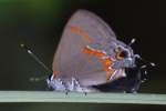 Red-banded HairstreakButterfly