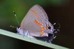 Red-banded HairstreakButterfly