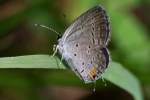 Eastern Tailed-Blue Butterfly