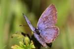 Eastern Tailed-Blue Butterfly