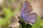 Eastern Tailed-Blue Butterfly