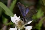 Eastern Tailed-Blue Butterfly