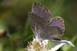 Eastern Tailed-Blue Butterfly