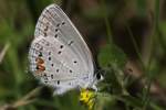 Eastern Tailed-Blue Butterfly