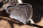 Eastern Tailed-Blue Butterfly