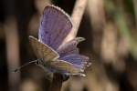 Eastern Tailed-Blue Butterfly