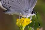 Eastern Tailed-Blue Butterfly