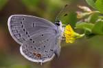 Eastern Tailed-Blue Butterfly