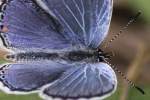 Eastern Tailed-Blue Butterfly