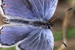 Eastern Tailed-Blue Butterfly