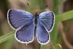 Eastern Tailed-Blue Butterfly