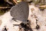 Spring Azure Butterfly