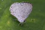 Spring Azure Butterfly